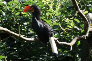Aceros leucocephalus - Mindanaohornvogel